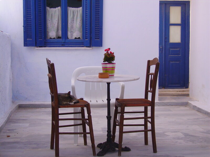 Cat Sleeping on Chair