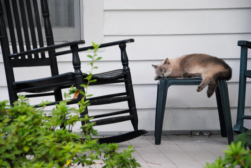 Cat Sleeping on Chair — White