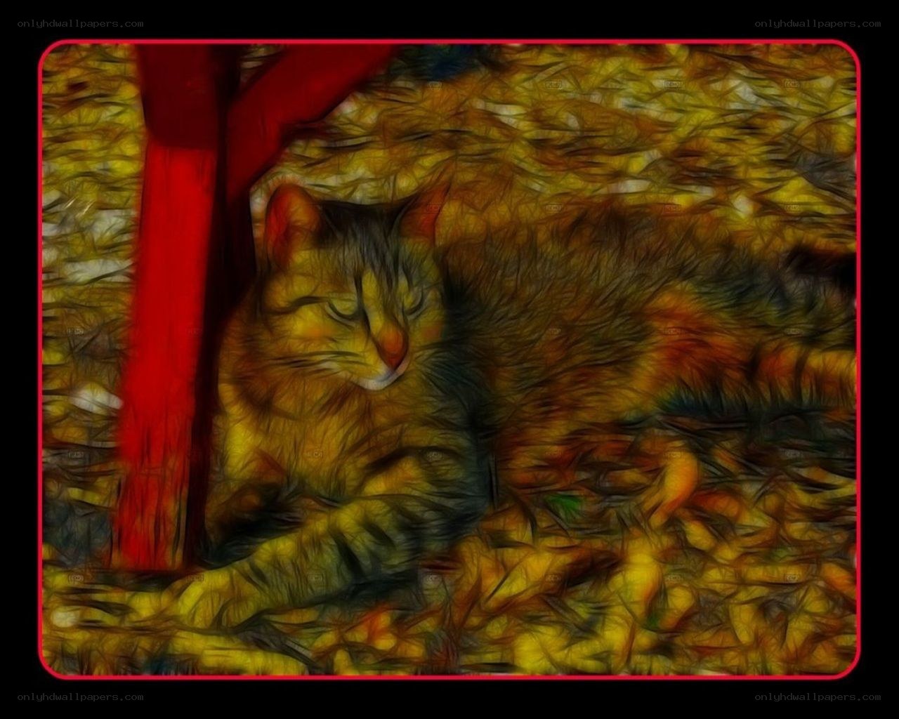 cat sleeping on colorful surface