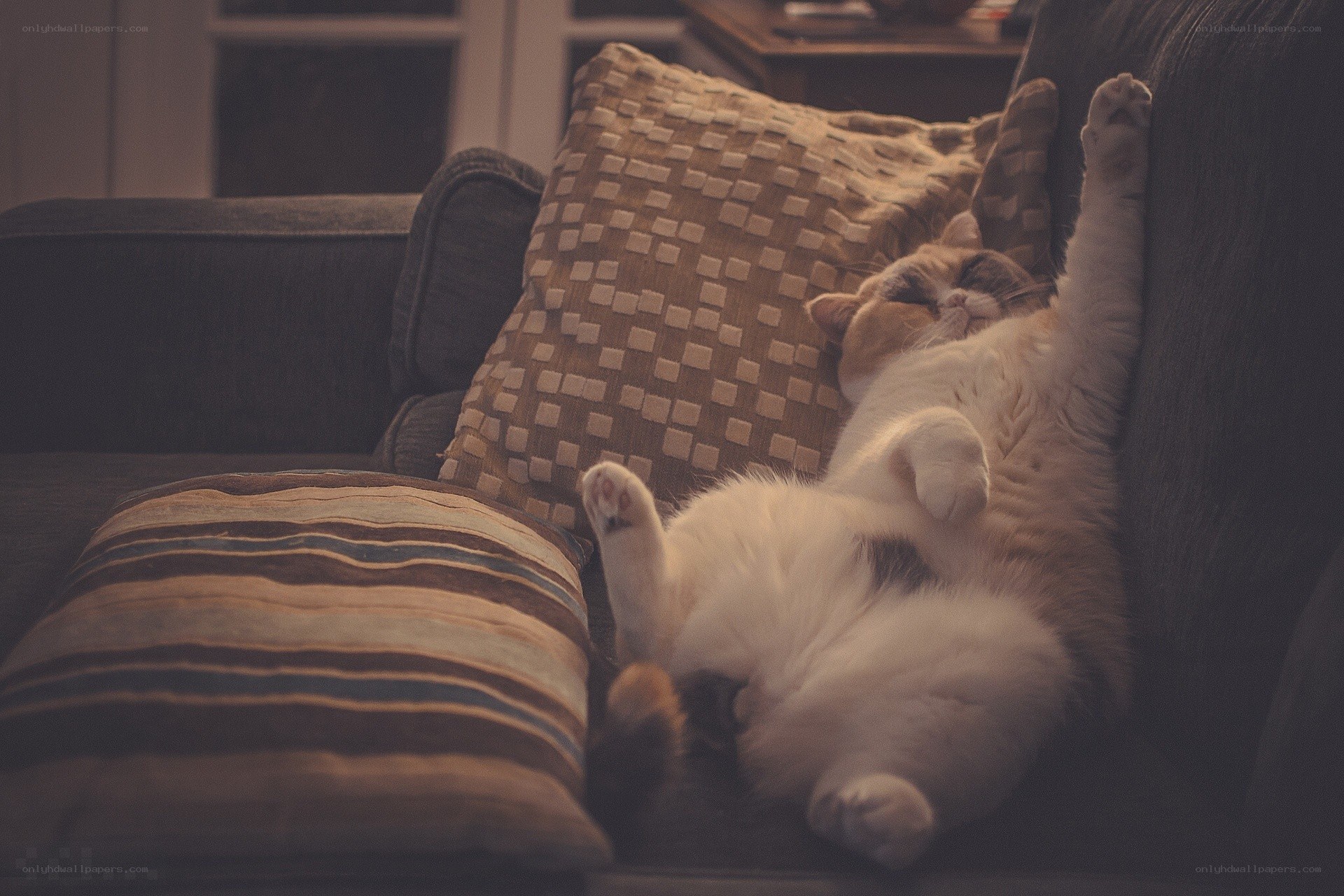 cat sleeping on couch