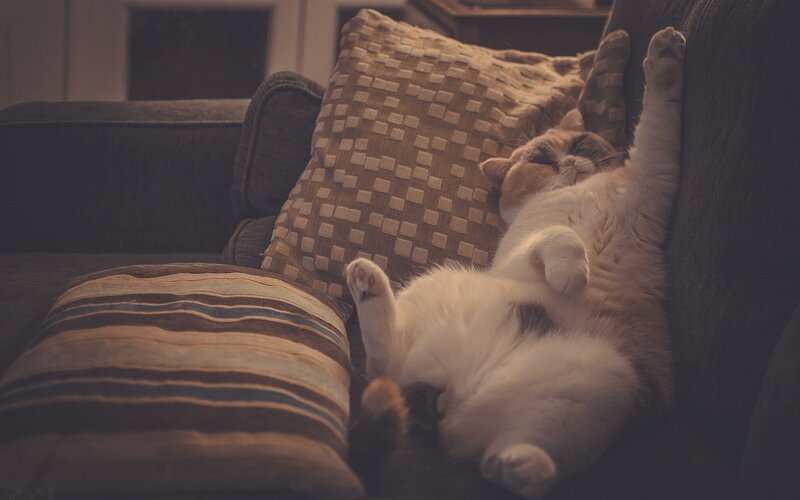 cat sleeping on couch