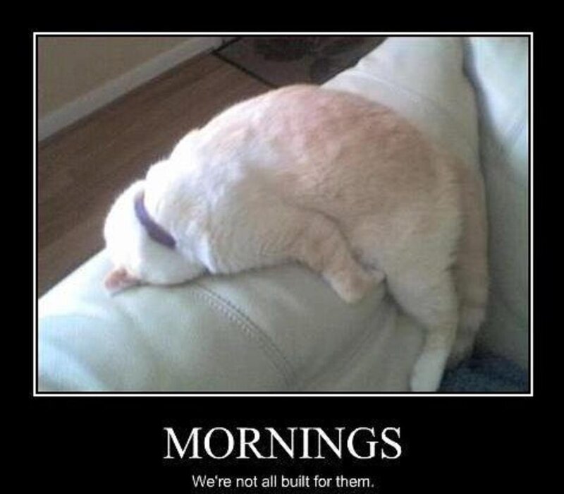 Cat Sleeping on Couch — White