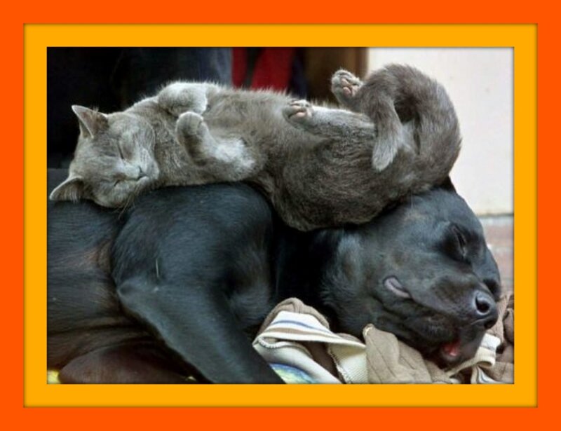 Cat Sleeping on Dog — Black