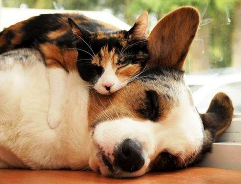 Cat Sleeping on Dog — White