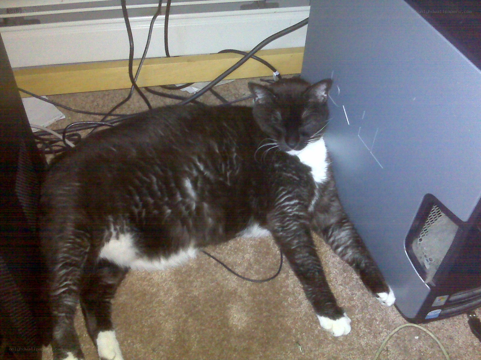 cat sleeping on floor