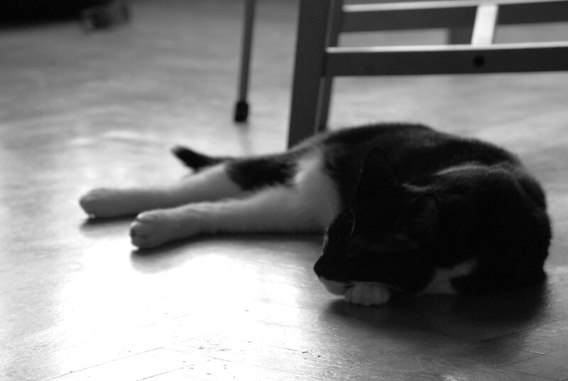 cat sleeping on floor