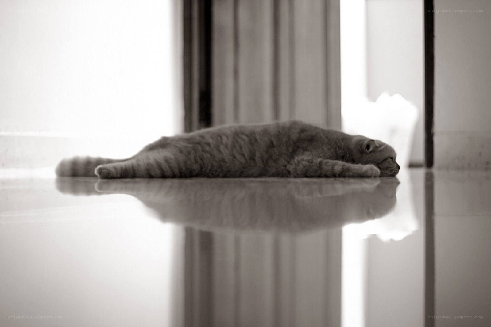 cat sleeping on floor