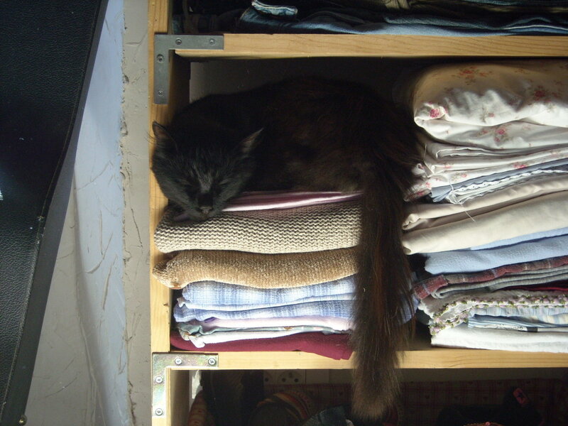 Cat sleeping on folded clothes