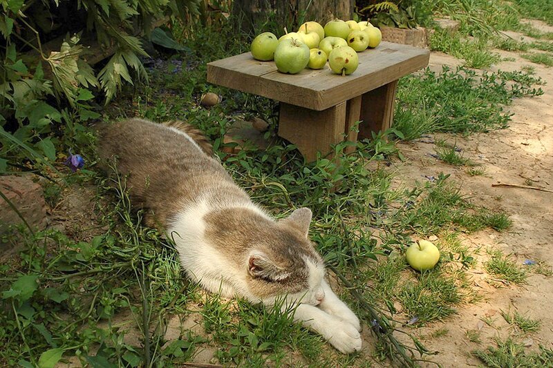 Cat Sleeping on Grass — Green