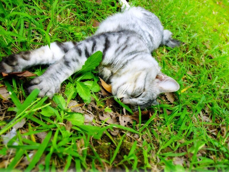 cat sleeping on grass