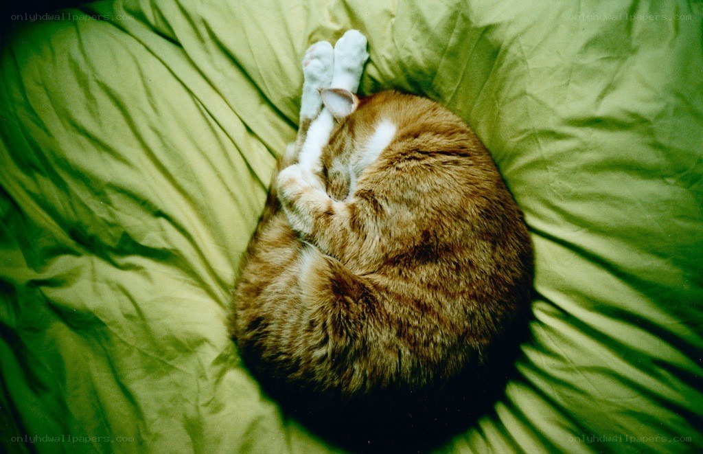 Cat sleeping on green pillow