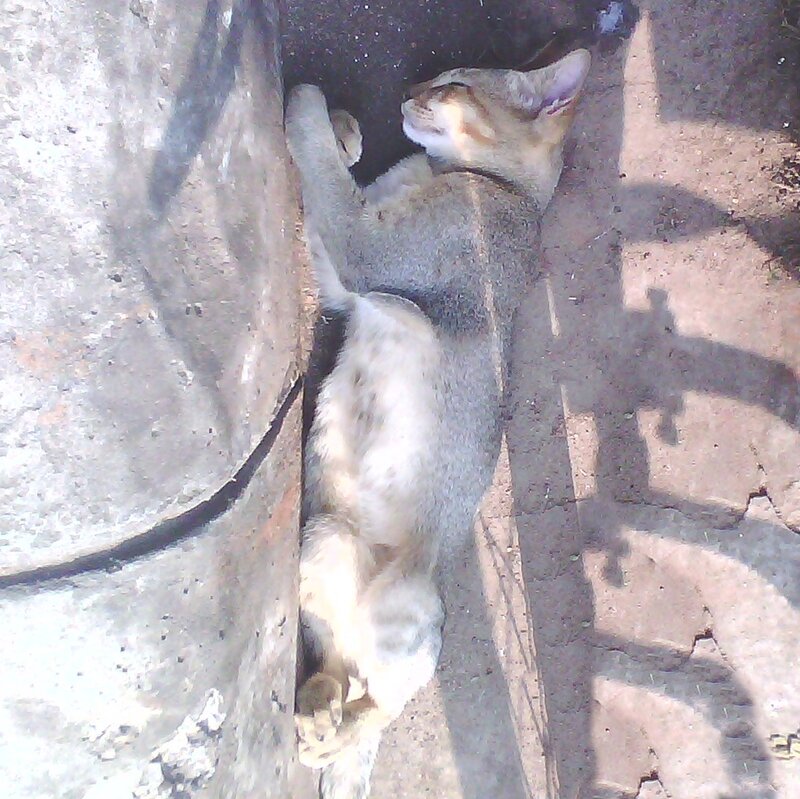 Cat Sleeping on Ground