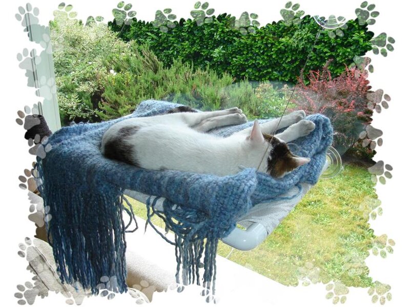 Cat Sleeping on Hammock