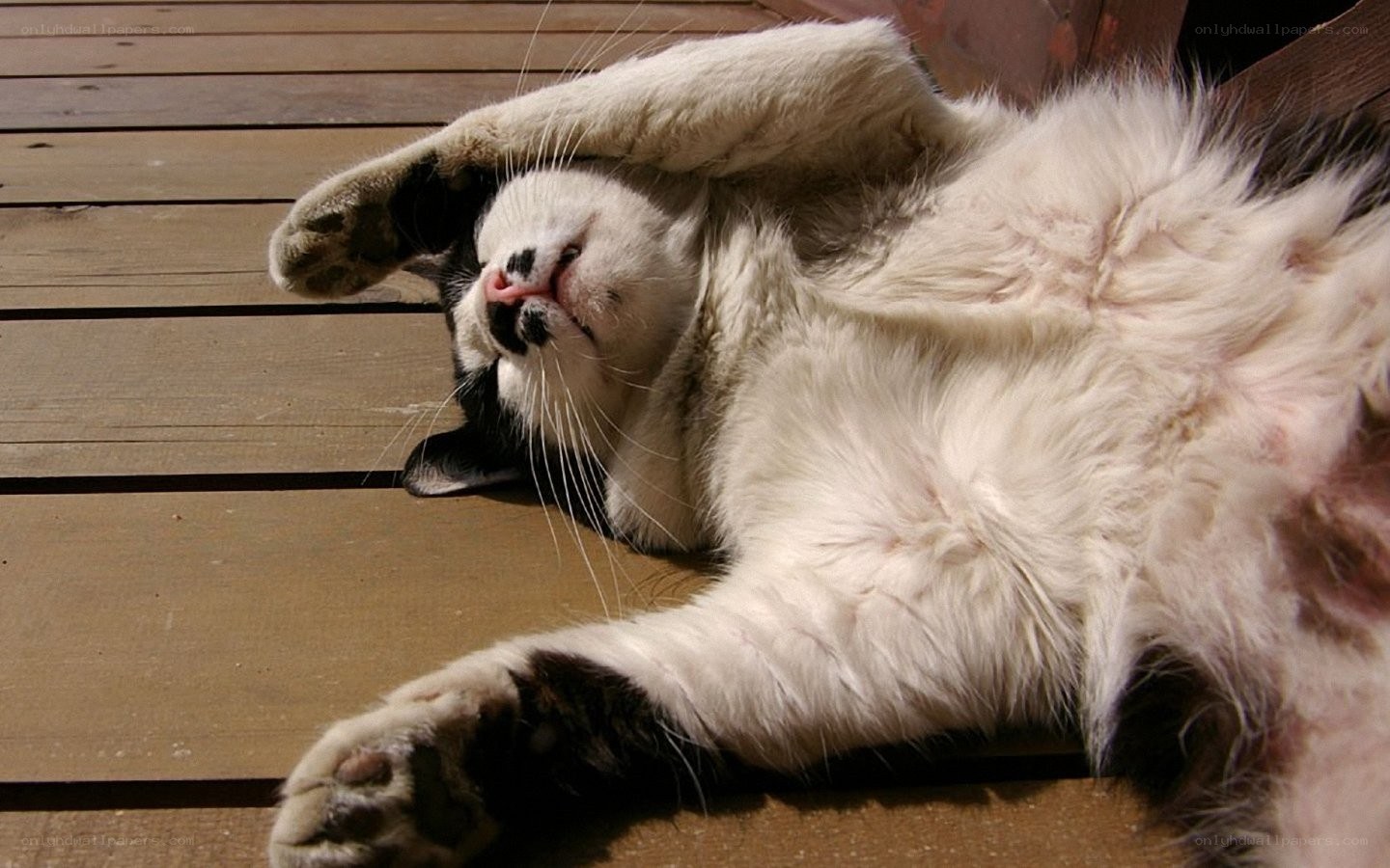 cat sleeping on its back