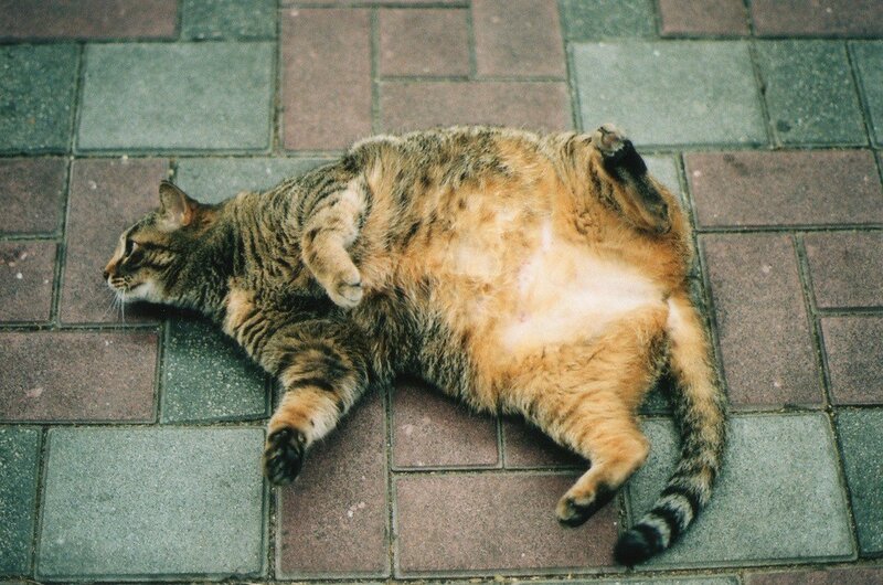 cat sleeping on its back