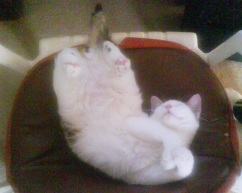 cat sleeping on its back