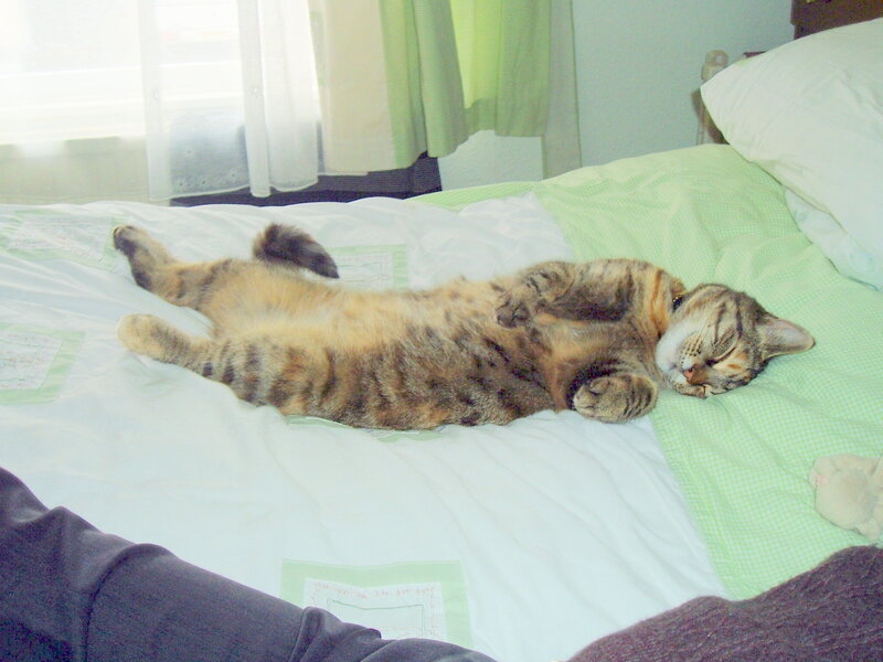 Cat sleeping on its back
