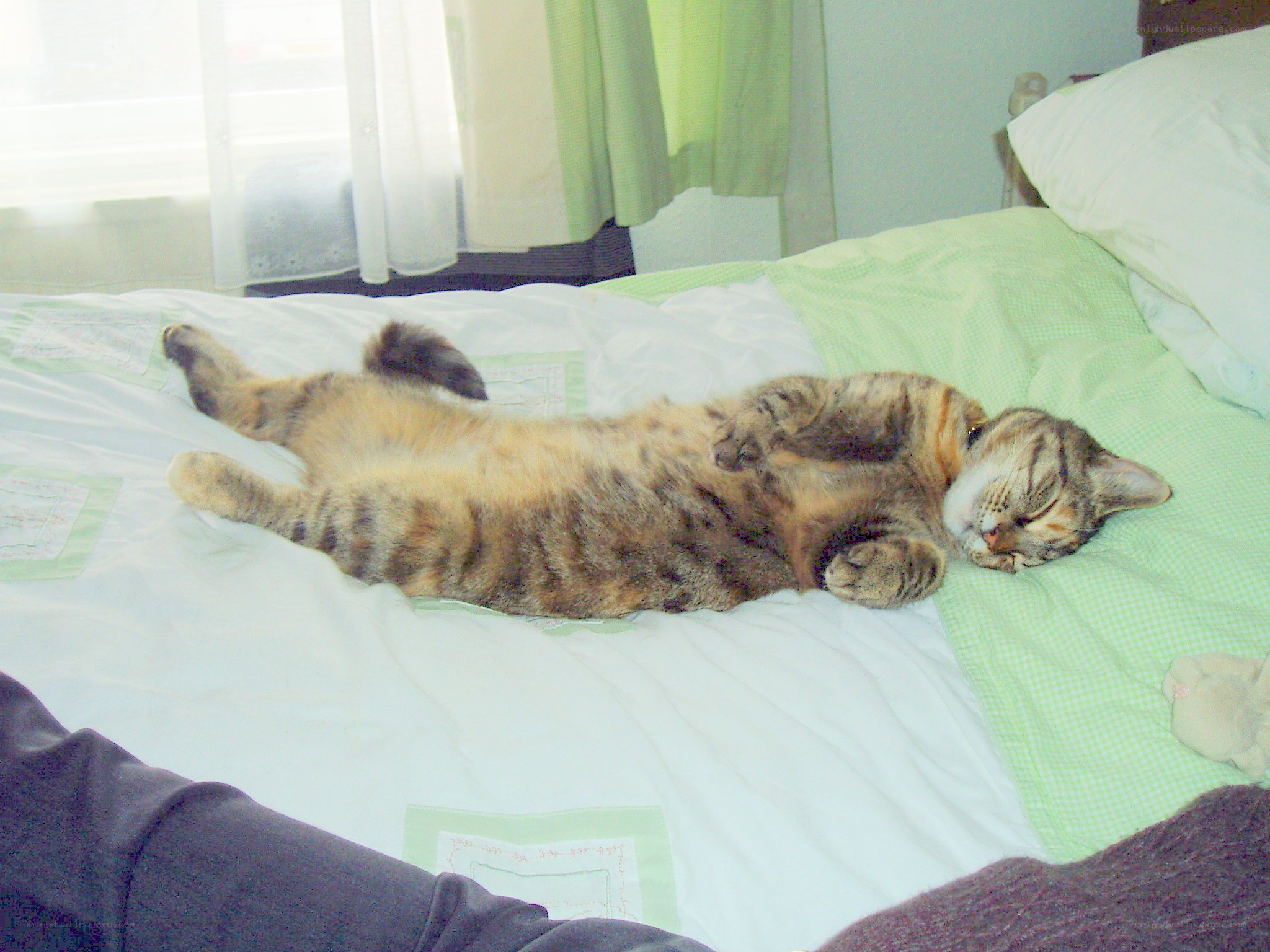 Cat sleeping on its back