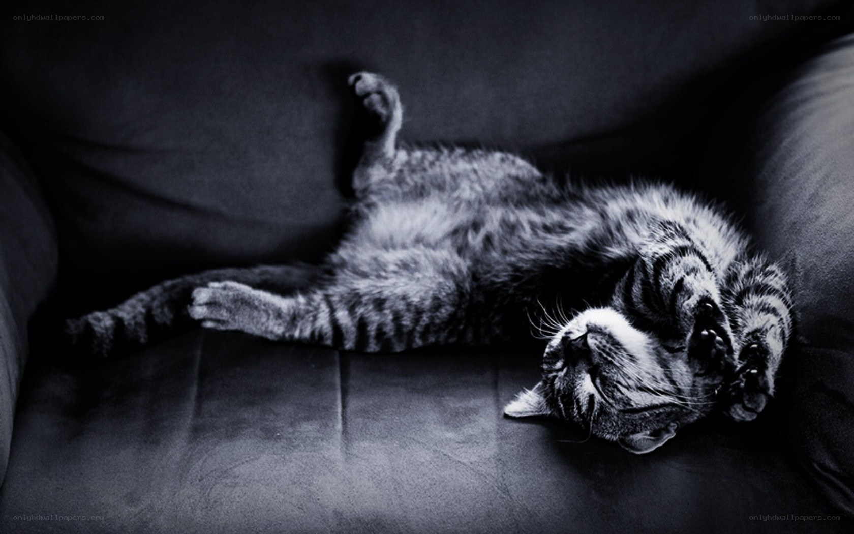 cat sleeping on its back