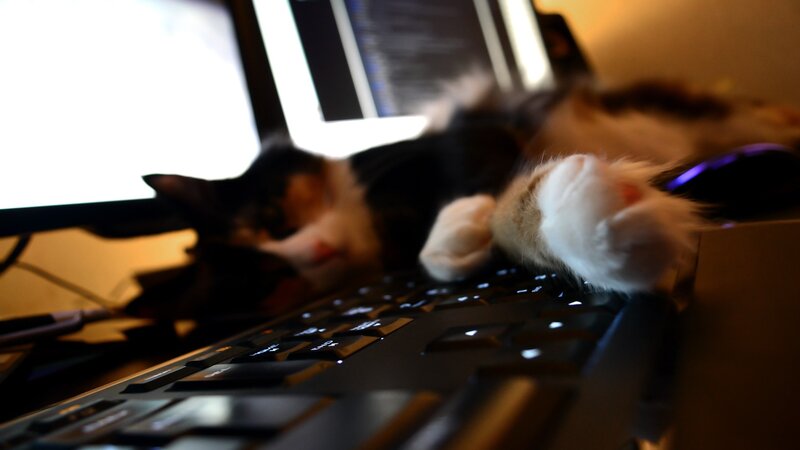 Cat sleeping on keyboard