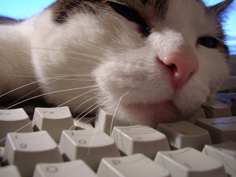 cat sleeping on keyboard