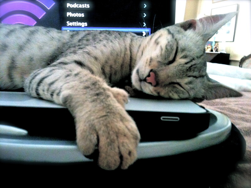 cat sleeping on laptop