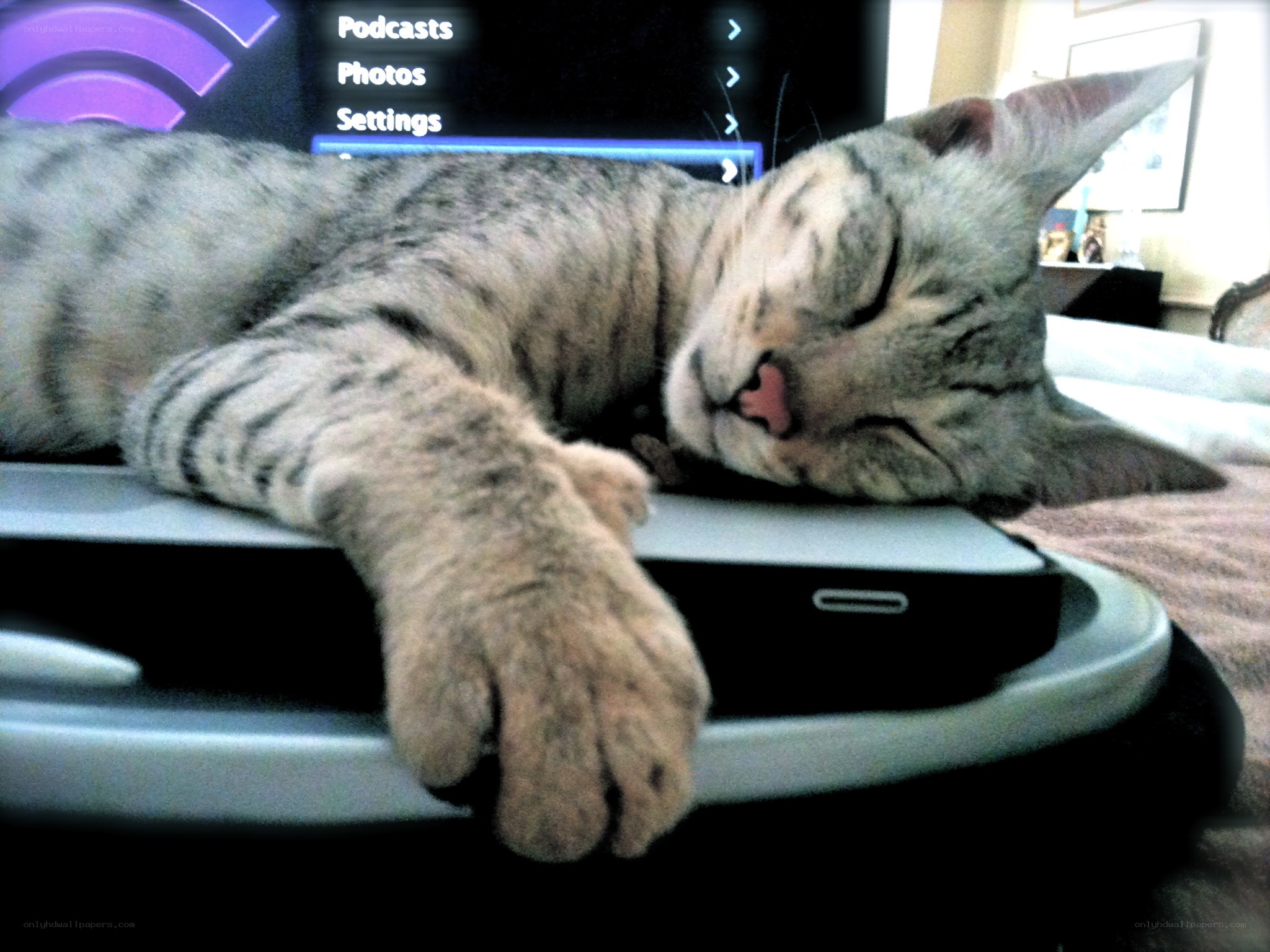 cat sleeping on laptop