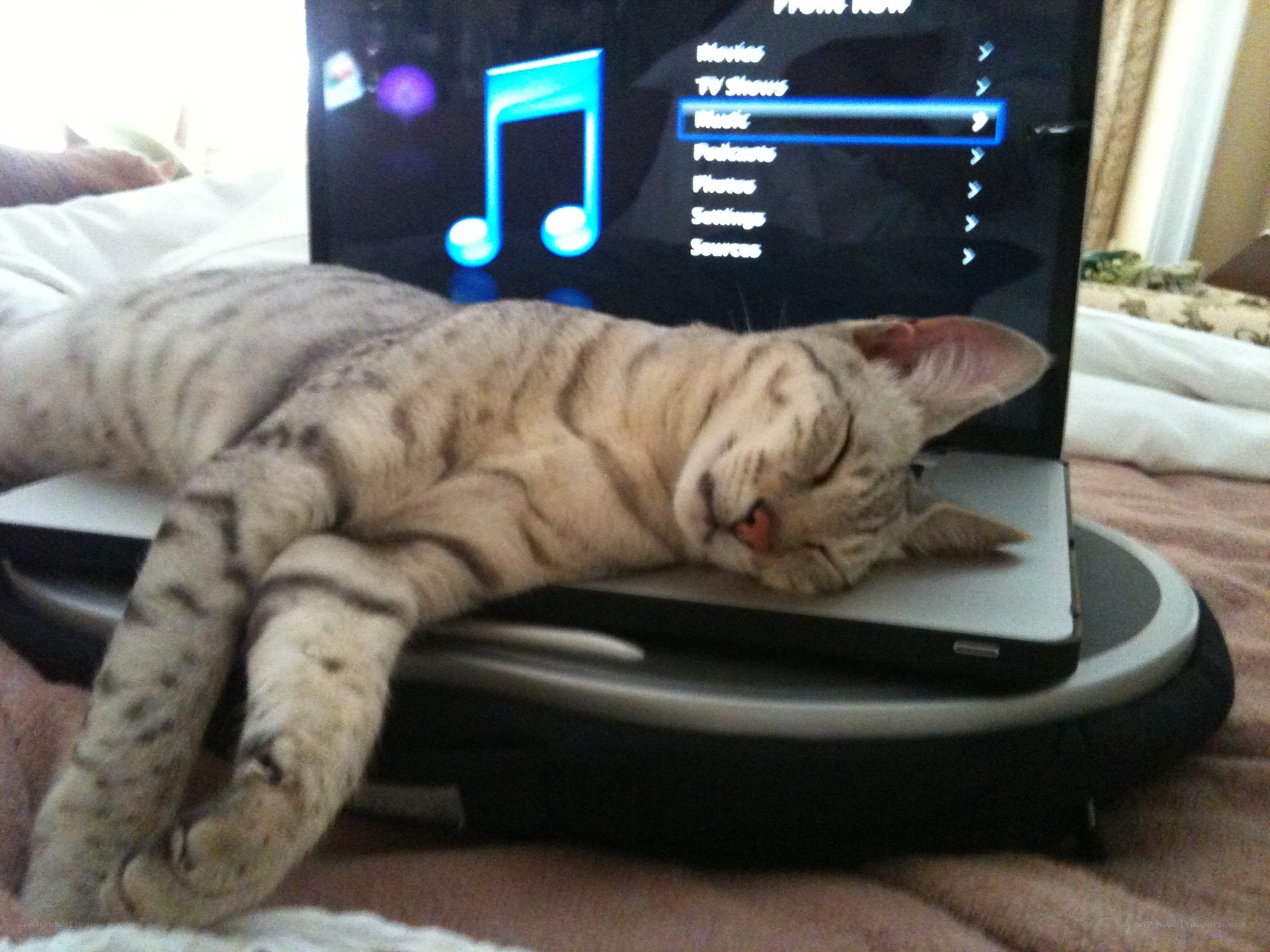 cat sleeping on laptop