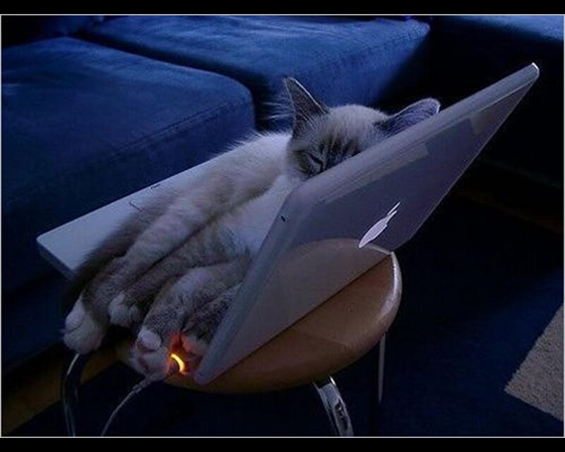 Cat Sleeping on Laptop — Blue
