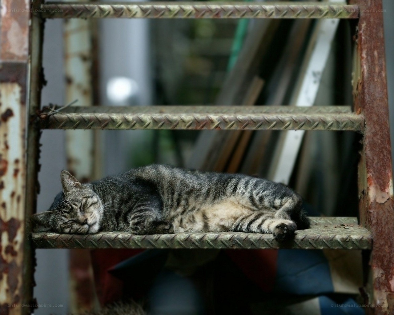 Cat sleeping on metal shelf