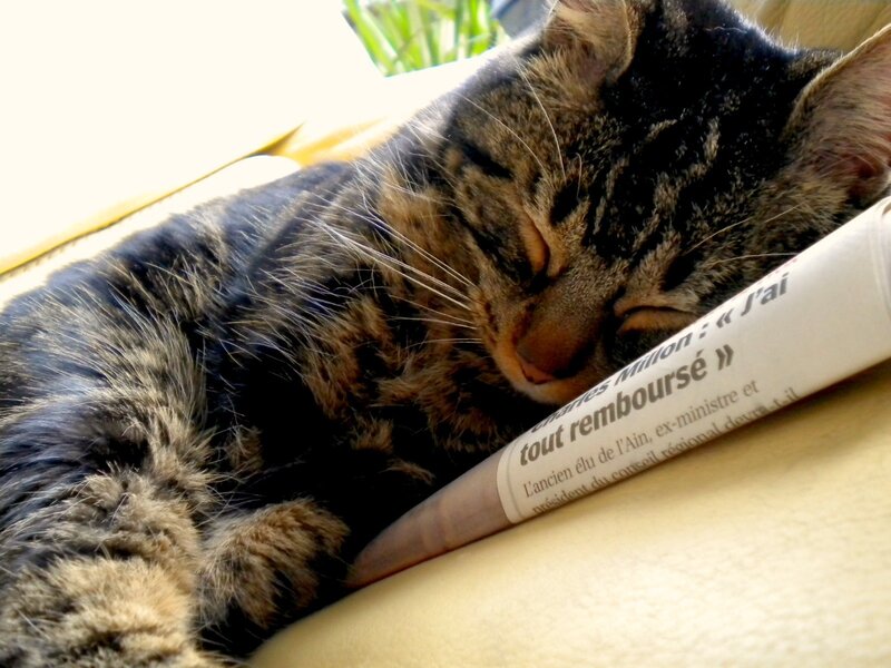 cat sleeping on newspaper