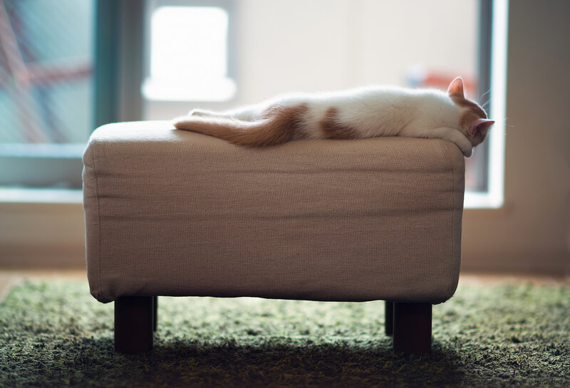 Cat Sleeping on Ottoman — Beige, Calm