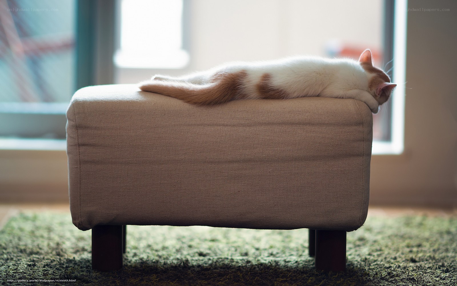 cat sleeping on ottoman