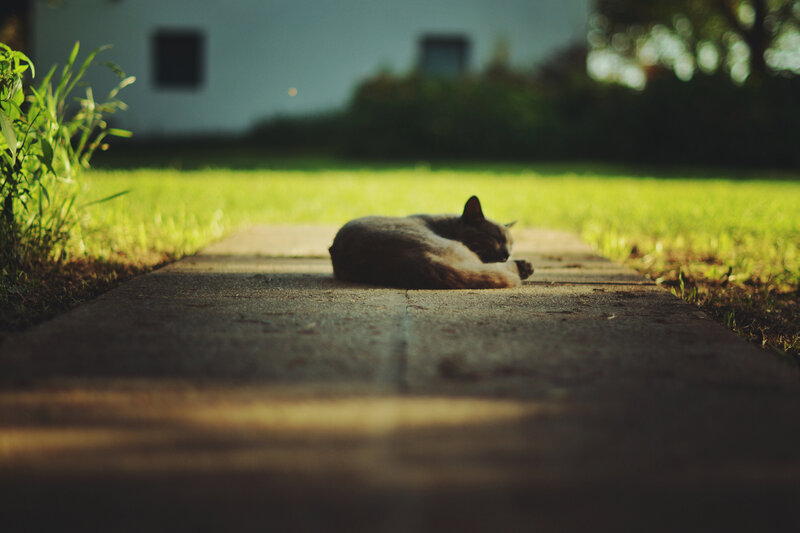Cat Sleeping on Path — Green