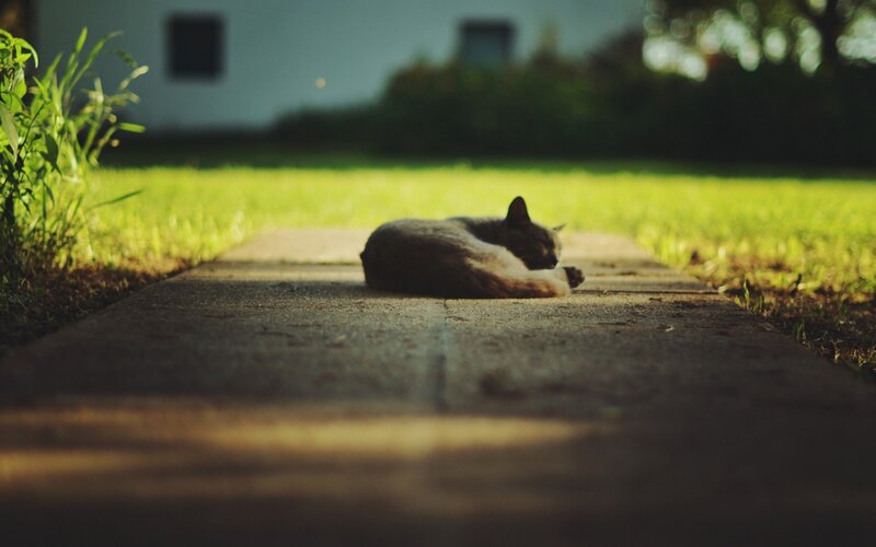 Cat Sleeping on Path