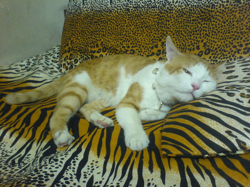 cat sleeping on patterned blanket