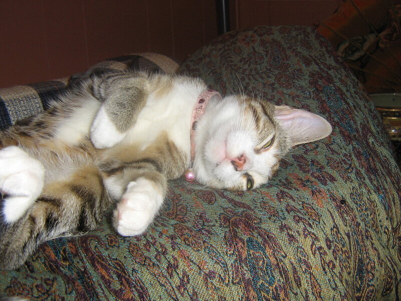 cat sleeping on patterned couch