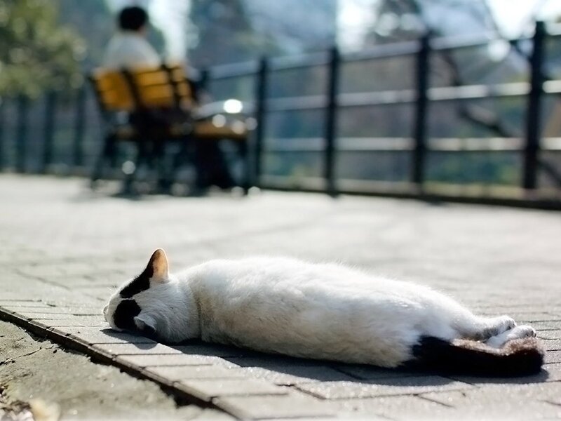 Cat sleeping on pavement