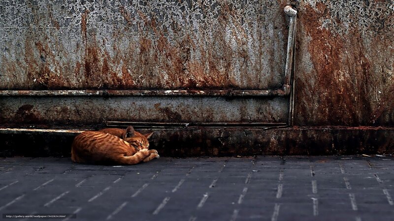 Cat sleeping on pavement