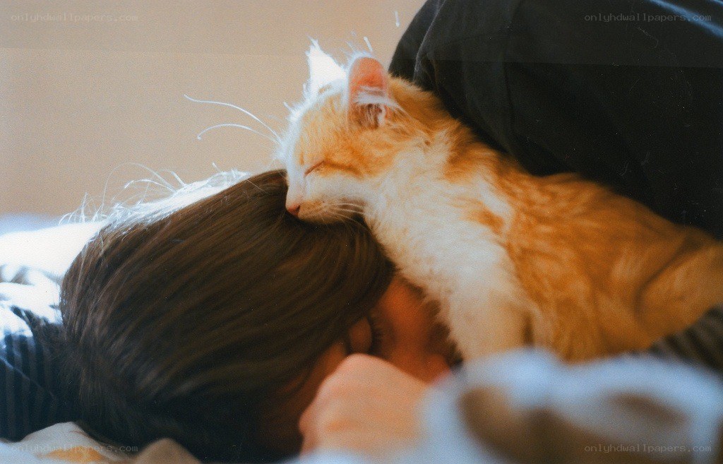 cat sleeping on person's head