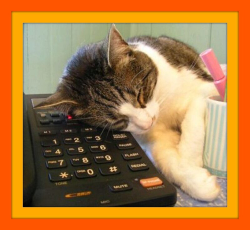 Cat Sleeping on Phone — Orange
