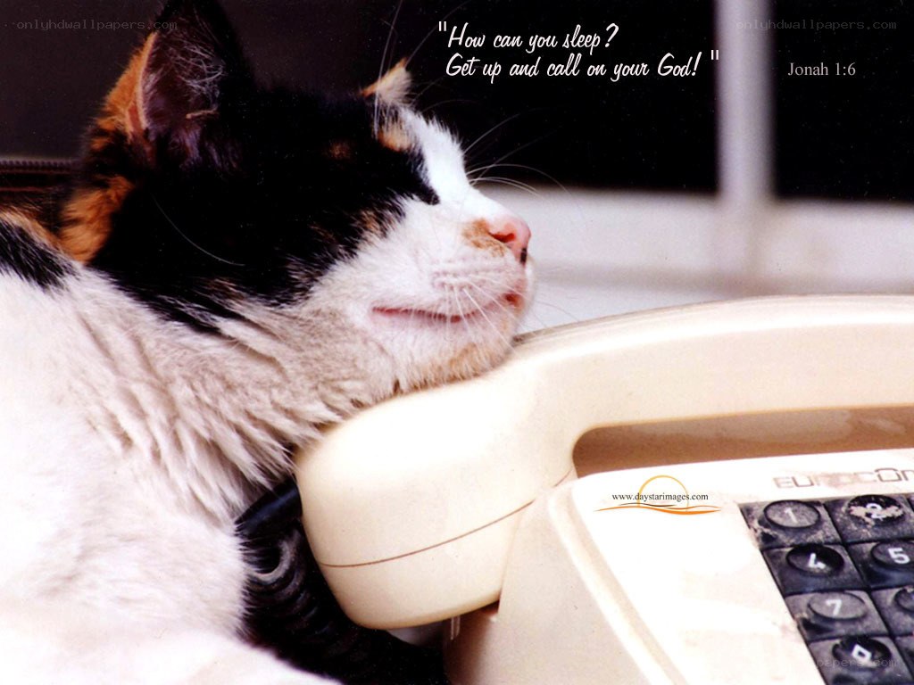 cat sleeping on phone