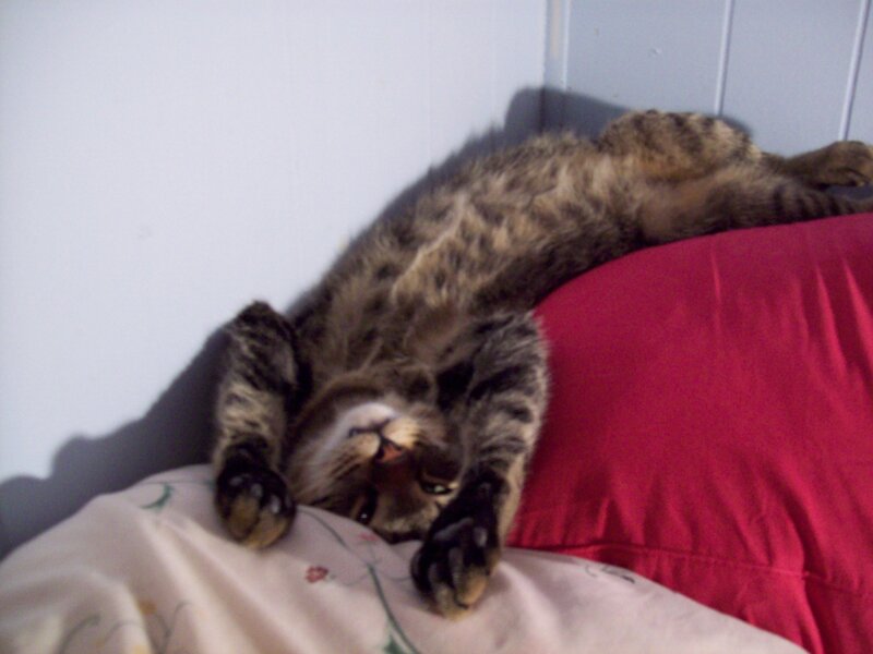 cat sleeping on pillow