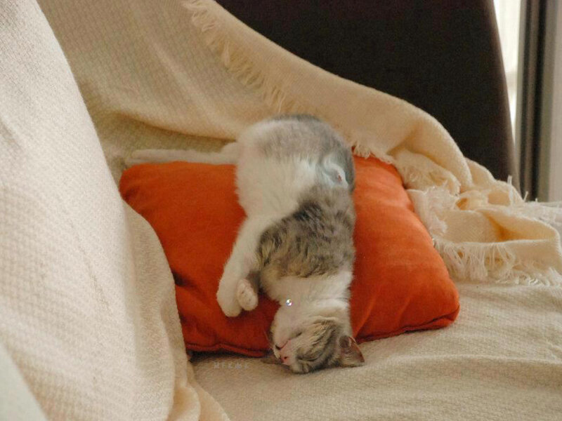 Cat Sleeping on Pillow — Orange