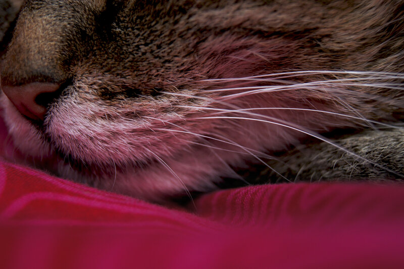 cat sleeping on pink fabric
