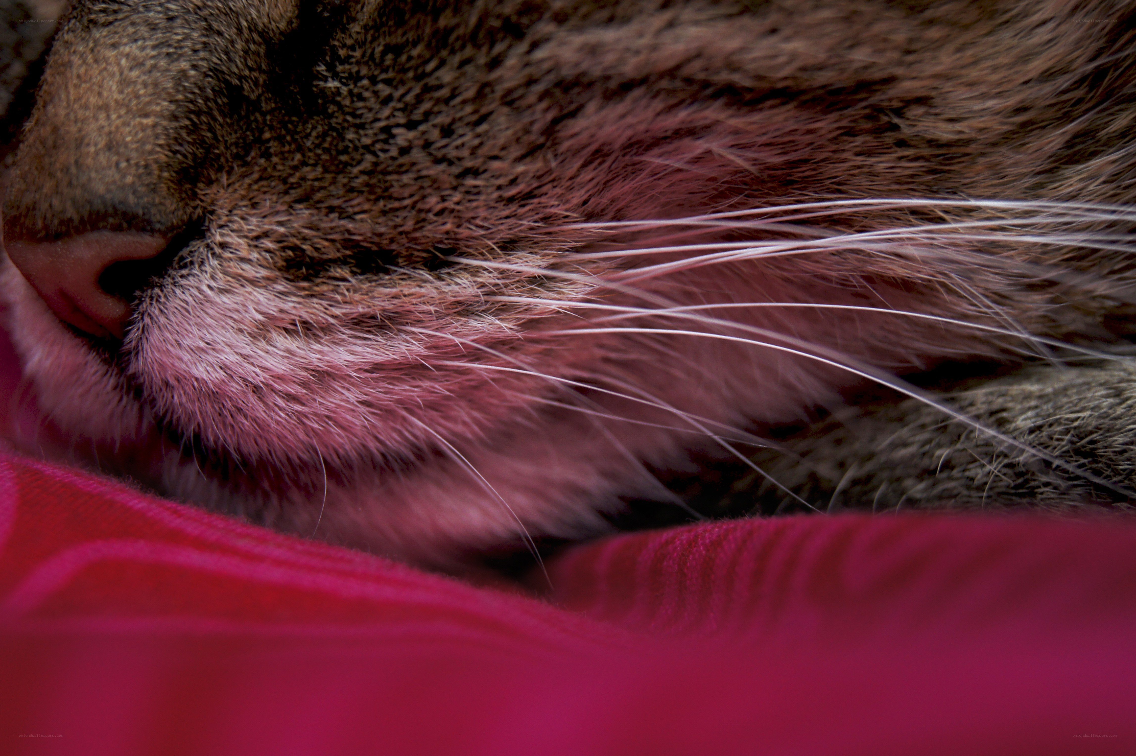 cat sleeping on pink fabric