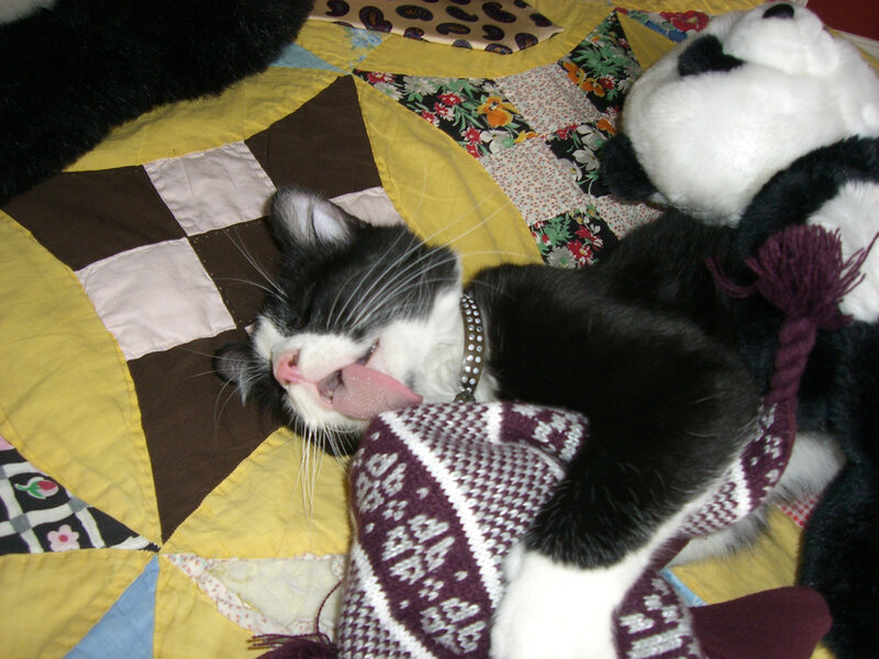 cat sleeping on quilt
