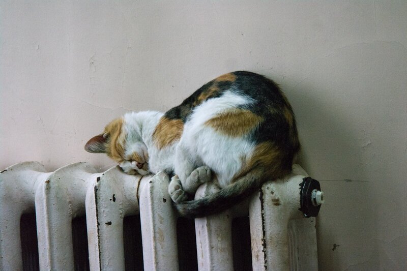 Cat sleeping on radiator