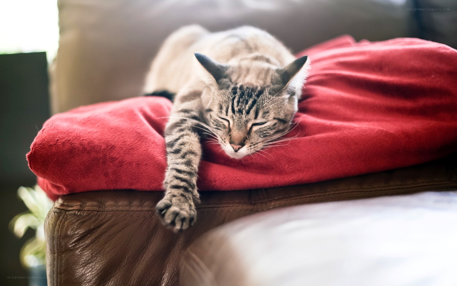 cat sleeping on red blanket