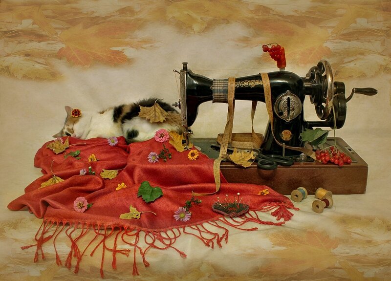 Cat Sleeping on Red Cloth